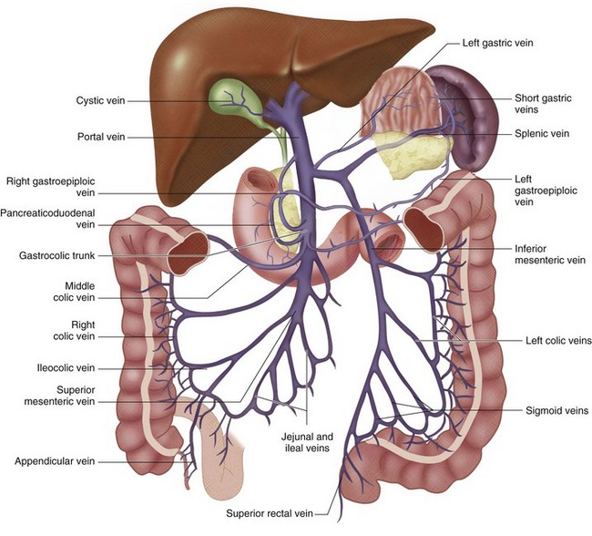 Portal Venous System 01
